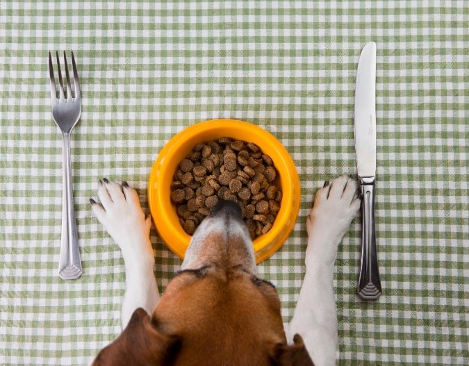 A dog ready to eat the meal